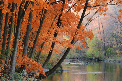 Autumn Trees by River