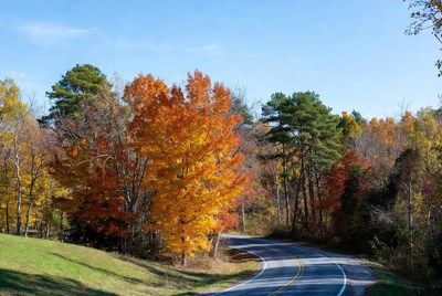 Curvy road through autumn forest