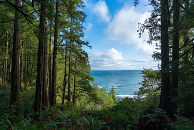 Forest Framing Ocean View