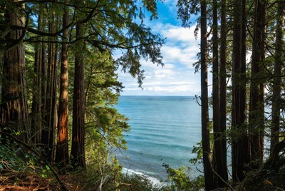 Redwoods Framing Ocean View