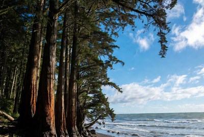 Tall redwood trees by ocean beach