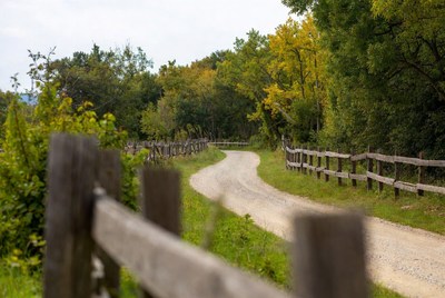 Gravel road through autumn forest