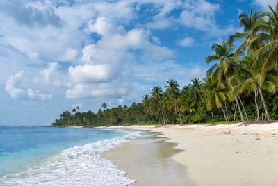 Tropical beach with palm trees