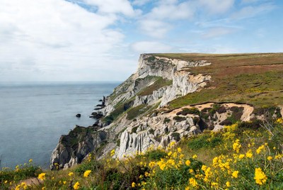 Cliff edge overlooking ocean with yellow flowers