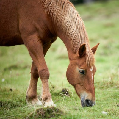 Bay horse grazing in green grass