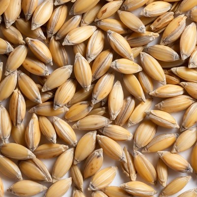 Close-up of golden wheat grains