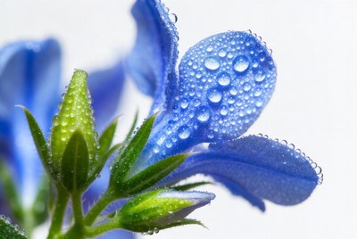Blue flower with water droplets