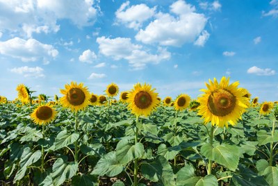 Sunflower Field Under Blue Sky
