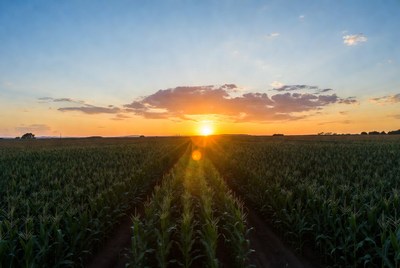 Sunset over cornfield
