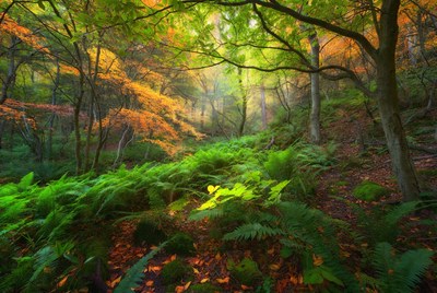Autumn Forest with Sunlight Rays