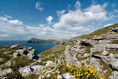 Cliffside Coastal Landscape with Yellow Flowers