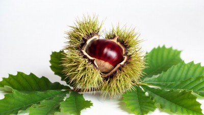 Open Chestnut in Spiky Husk