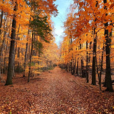 Autumn Forest Path with Orange Trees