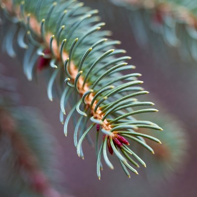 Closeup of fir tree branch