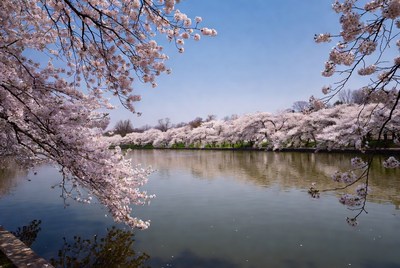 Cherry Blossoms Over Calm Lake