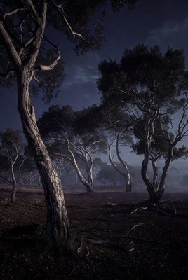 Twisted trees in foggy night forest