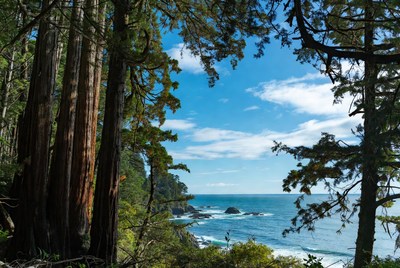 Coastline framed by redwood trees