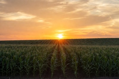 Sunset over Corn Field