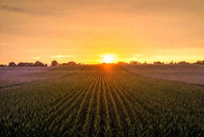 Sunset over Corn Fields