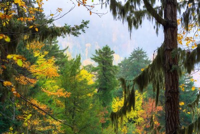 Autumn Forest with Mossy Trees