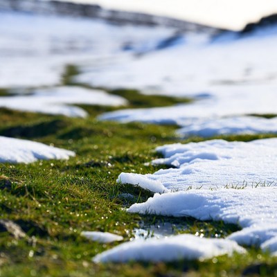 Snow on green grass
