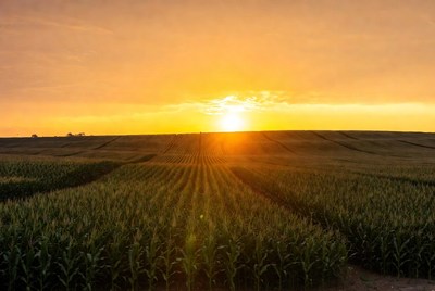 Sunset over corn fields