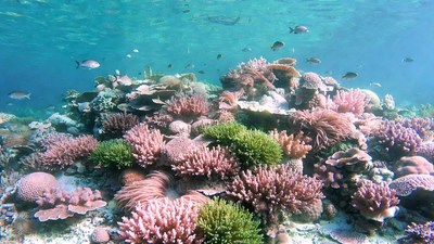 Colorful Coral Reef Underwater