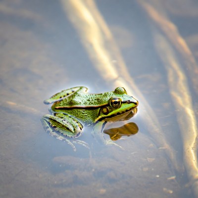 Green frog in shallow water