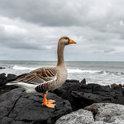 Goose standing on rocky beach