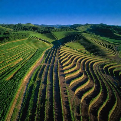 Vineyard Terraces on Green Hills