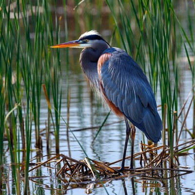 Great Blue Heron in Marsh