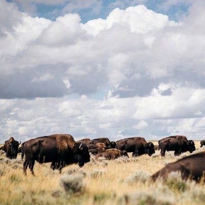 Herd of bison in grassy field