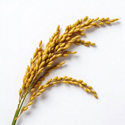 Golden rice panicle on white background