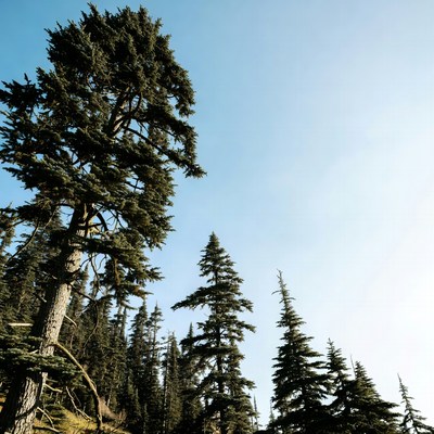 Tall pine trees against blue sky