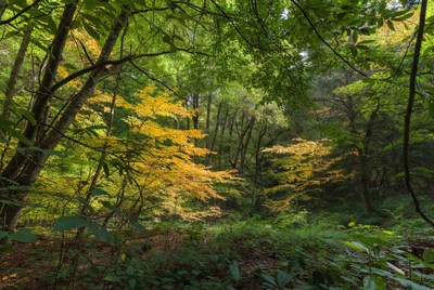 Autumn Forest with Yellow and Green Trees