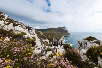 Cliff Coastline with Wildflowers and Ocean
