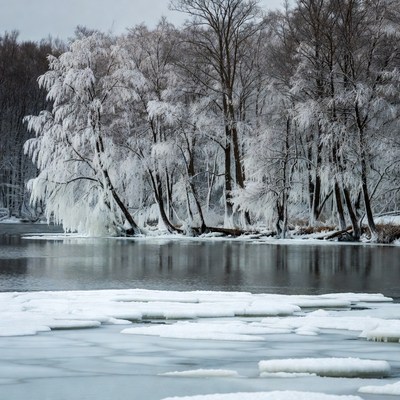 Snow-Covered Trees by Frozen Lake