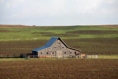 Blue Roof Barn in Green Fields