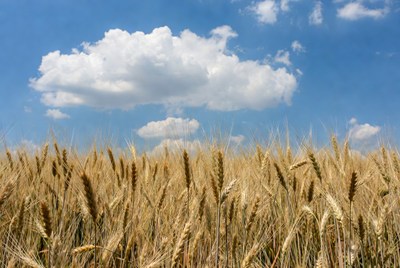 Golden Wheat Field Blue Sky
