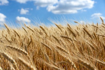 Golden Wheat Field Under Blue Sky