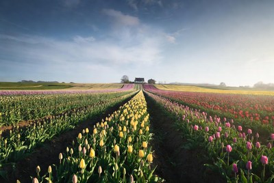 Colorful Tulip Fields Path