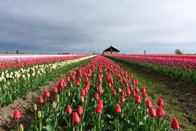 Colorful Tulip Fields with Small House