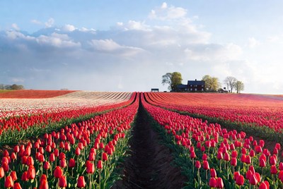 Red Tulip Fields with Distant House