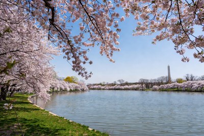 Cherry Blossoms Framing Washington Monument