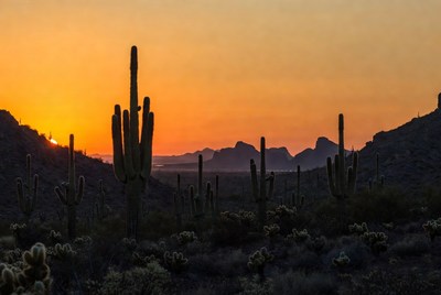 Saguaro Cacti at Sunset with Mountains