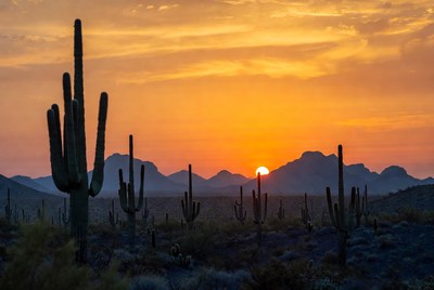 Saguaro Cacti at Sunset with Mountains