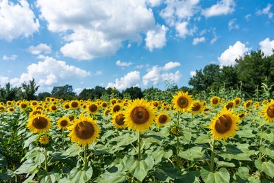 Sunflower Field Under Blue Sky
