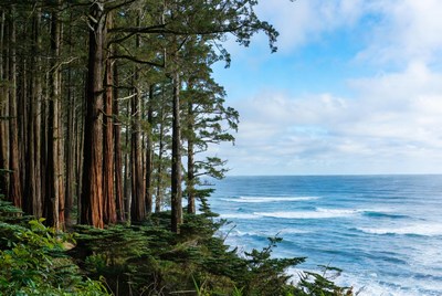 Redwood Trees Overlooking Ocean Cliff