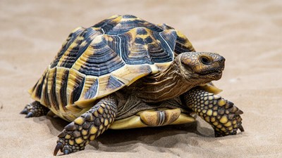 Sulcata Tortoise on Sand