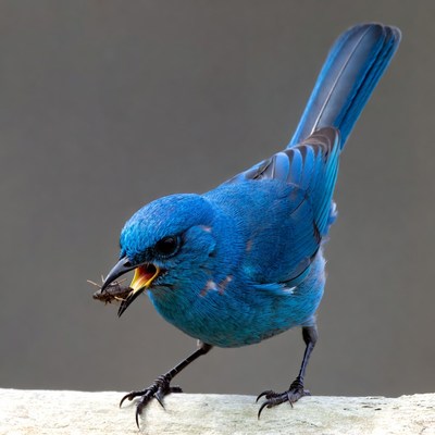 Blue bird eating insect